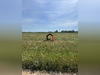 Ma-Cabane - Vente Terrain Canet, 6900 m²
