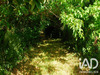 Ma-Cabane - Vente Terrain Carla-de-Roquefort, 3473 m²