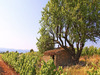 Ma-Cabane - Vente Terrain CAZOULS LES BEZIERS, 654 m²