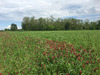 Ma-Cabane - Vente Terrain Charnay-lès-Mâcon, 740 m²