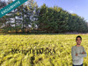 Ma-Cabane - Vente Terrain Durtal, 1346 m²