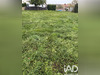 Ma-Cabane - Vente Terrain Faverges-de-la-Tour, 568 m²