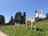 Ma-Cabane - Vente Terrain FIGEAC, 1000 m²