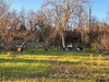 Ma-Cabane - Vente Terrain Fontevraud-l'Abbaye, 1336 m²