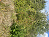 Ma-Cabane - Vente Terrain Gerbeviller, 1541 m²