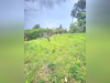 Ma-Cabane - Vente Terrain Grigny, 1000 m²