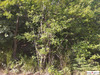 Ma-Cabane - Vente Terrain ISPAGNAC, 4671 m²