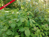 Ma-Cabane - Vente Terrain JOUE SUR ERDRE, 2193 m²