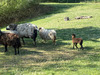 Ma-Cabane - Vente Terrain LA BRUERE-SUR-LOIR, 33000 m²