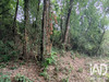 Ma-Cabane - Vente Terrain Lagor, 5780 m²