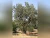 Ma-Cabane - Vente Terrain Le Bar-sur-Loup, 1755 m²