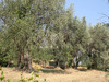 Ma-Cabane - Vente Terrain Le Bar-sur-Loup, 1755 m²