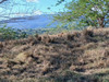 Ma-Cabane - Vente Terrain Le Carbet, 1738 m²
