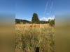 Ma-Cabane - Vente Terrain Le Tholy, 2489 m²