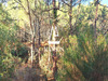 Ma-Cabane - Vente Terrain Lège-Cap-Ferret, 3500 m²
