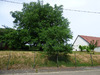 Ma-Cabane - Vente Terrain LUPSTEIN, 1133 m²
