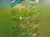 Ma-Cabane - Vente Terrain Maisnil-les-Ruitz, 224 m²