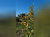 Ma-Cabane - Vente Terrain Mauguio, 741 m²