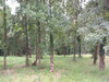 Ma-Cabane - Vente Terrain Menesplet, 1484 m²