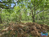Ma-Cabane - Vente Terrain Mézos, 1600 m²