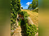 Ma-Cabane - Vente Terrain MONTAIGUET-EN-FOREZ, 4576 m²