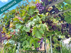 Ma-Cabane - Vente Terrain Montberon, 422 m²