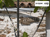 Ma-Cabane - Vente Terrain Montner, 6070 m²