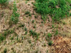 Ma-Cabane - Vente Terrain MONTPELLIER, 850 m²