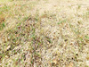 Ma-Cabane - Vente Terrain MONTPELLIER, 850 m²