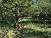 Ma-Cabane - Vente Terrain Oz, 413 m²