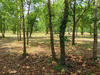 Ma-Cabane - Vente Terrain PARENTIS-EN-BORN, 725 m²