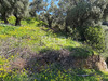 Ma-Cabane - Vente Terrain PATRIMONIO, 910 m²