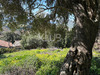 Ma-Cabane - Vente Terrain PATRIMONIO, 910 m²