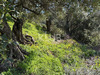 Ma-Cabane - Vente Terrain PATRIMONIO, 910 m²