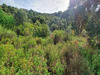 Ma-Cabane - Vente Terrain PETRETO BICCHISANO, 1000 m²