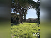 Ma-Cabane - Vente Terrain Pomérols, 947 m²