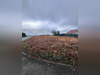 Ma-Cabane - Vente Terrain PROUVAIS, 745 m²