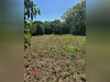 Ma-Cabane - Vente Terrain PUIMISSON, 623 m²