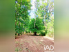 Ma-Cabane - Vente Terrain Queaux, 7548 m²