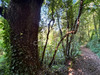 Ma-Cabane - Vente Terrain QUIMPER, 4880 m²