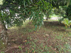 Ma-Cabane - Vente Terrain RIVIERE PILOTE, 448 m²