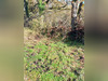 Ma-Cabane - Vente Terrain ROSNAY, 321594 m²