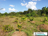 Ma-Cabane - Vente Terrain Roura, 0 m²