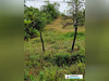 Ma-Cabane - Vente Terrain Roura, 7976 m²