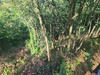 Ma-Cabane - Vente Terrain Saint-Étienne, 1274 m²
