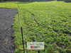 Ma-Cabane - Vente Terrain SAINT ANTOINE LA FORET, 1054 m²
