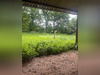 Ma-Cabane - Vente Terrain SAINT BERTHEVIN, 31800 m²
