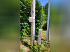 Ma-Cabane - Vente Terrain SAINT-BRICE-EN-COGLES, 1590 m²