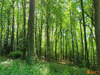 Ma-Cabane - Vente Terrain Saint-Gatien-des-Bois, 2941 m²