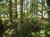 Ma-Cabane - Vente Terrain SAINT GERMAIN DES PRES, 2663 m²